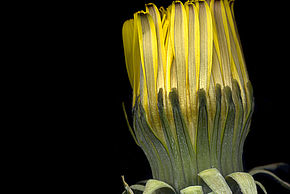 Photo d'une fleur de pissenlit fermée