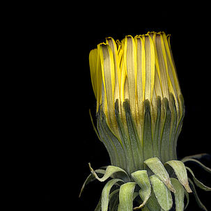 Photo d'une fleur de pissenlit fermée