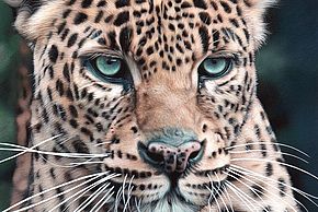 Photo d'un jaguar
