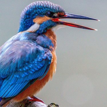 © Marco Federmann dePixabay