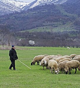Berger et ses moutons à la montagne - Agrandir l